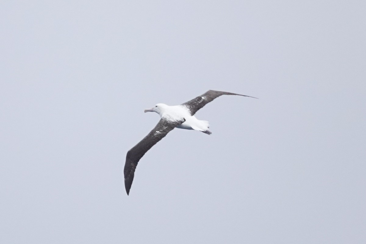 Southern Royal Albatross - ML645359869