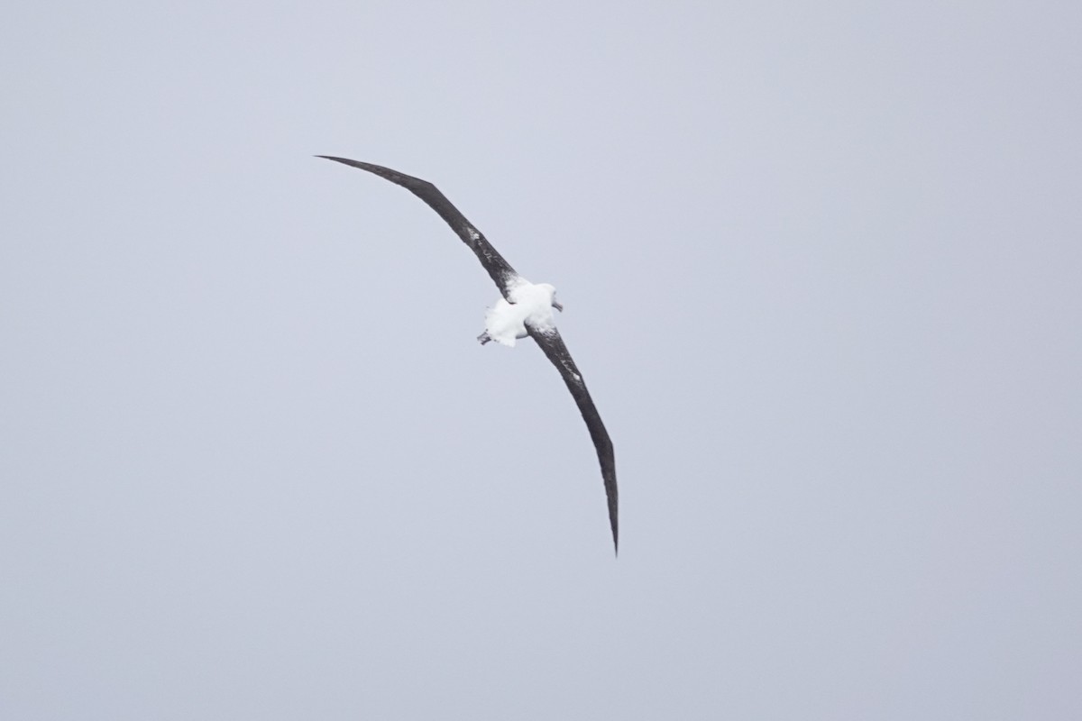 Southern Royal Albatross - ML645359871
