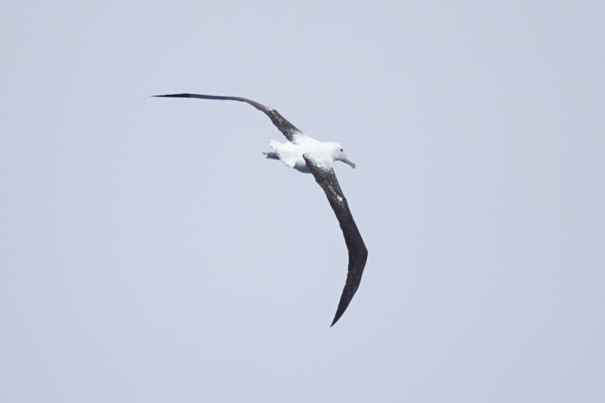 Southern Royal Albatross - ML645359872