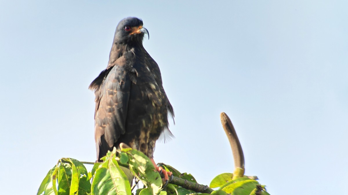 Snail Kite - ML645359877