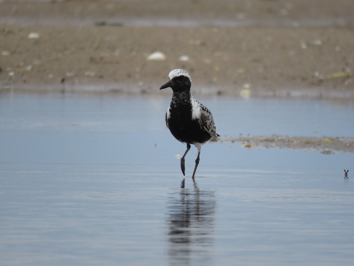 Black-bellied Plover - ML645359878