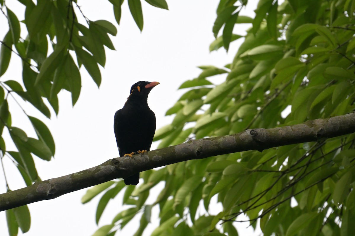 Common Hill Myna - ML645359879
