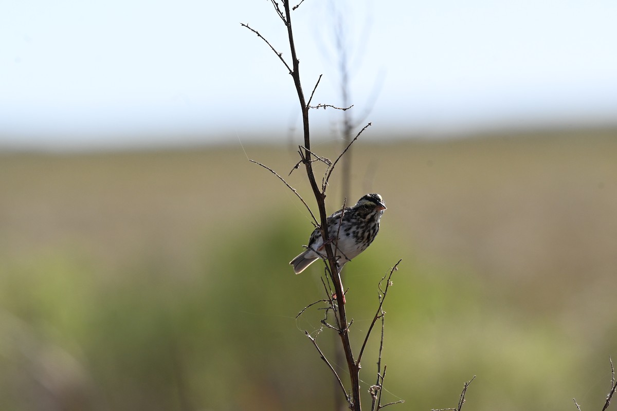Savannah Sparrow - ML645359882