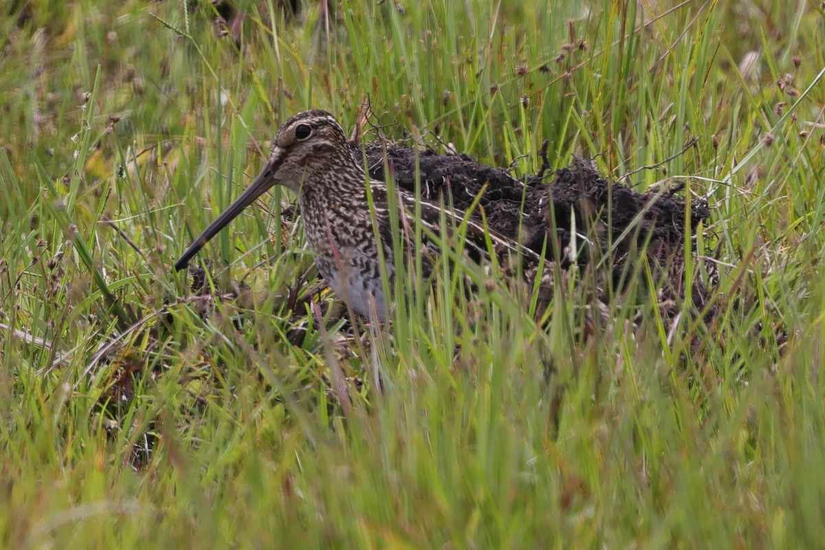 Pantanal Snipe - ML645359883