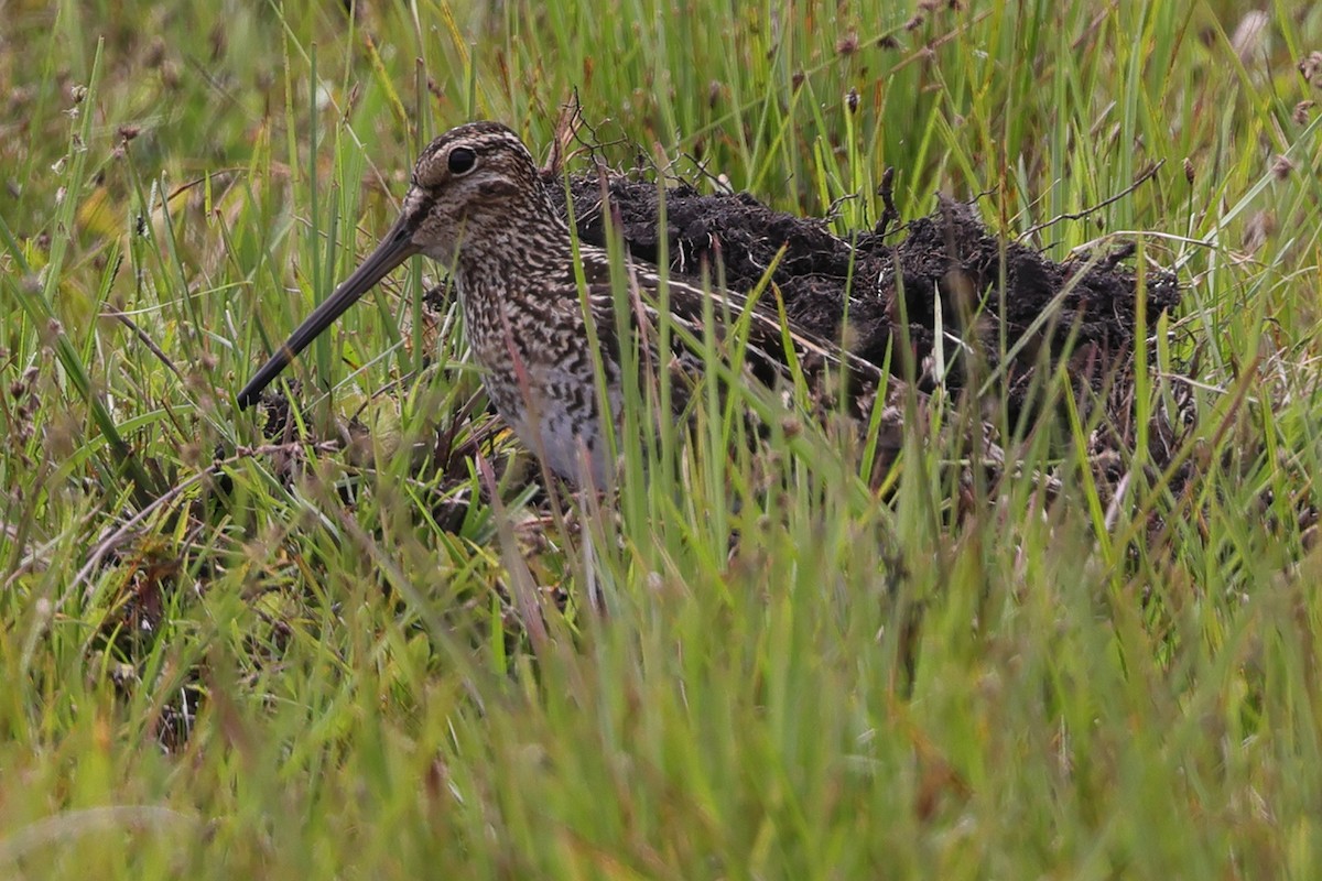 Pantanal Snipe - ML645359885