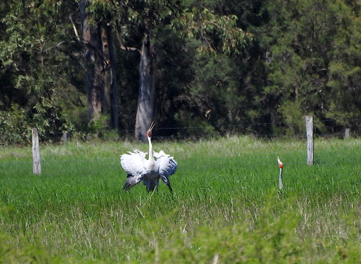 Brolga - ML645359886