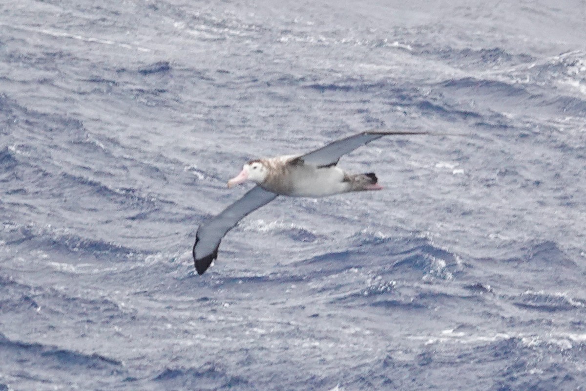 Snowy Albatross - ML645359888