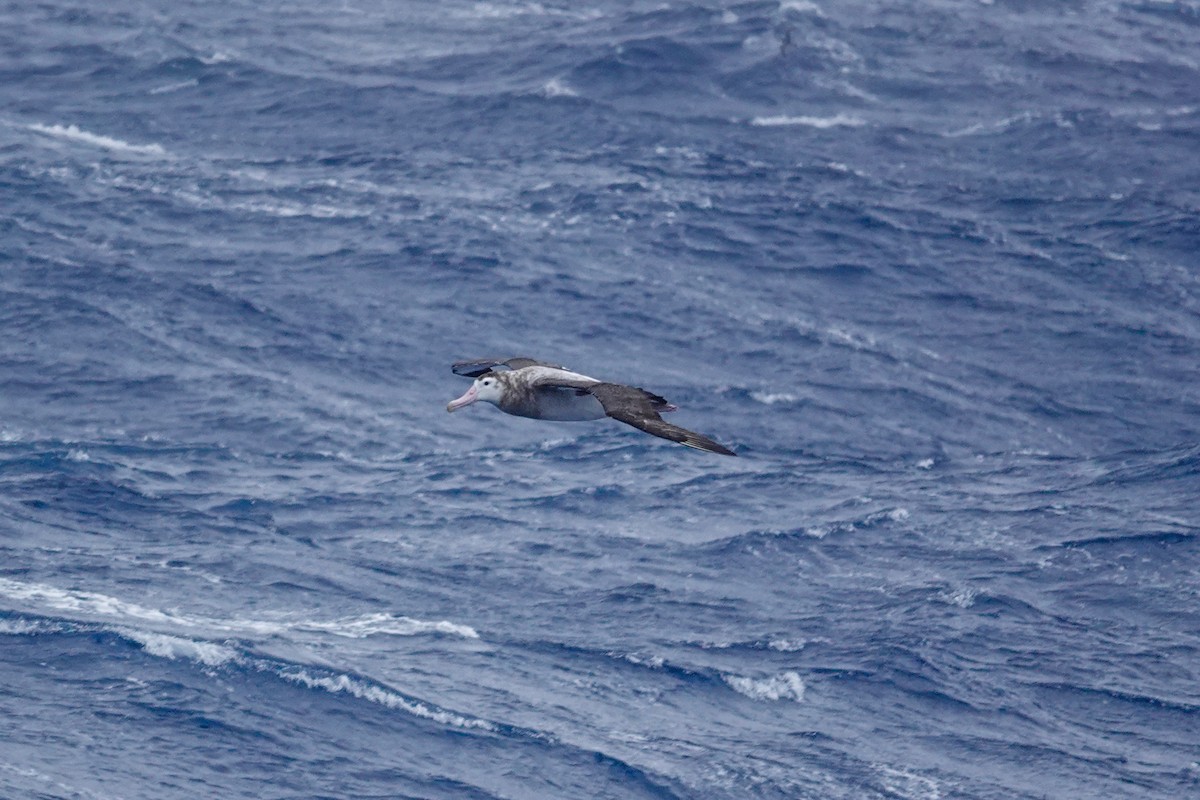 Snowy Albatross - ML645359889