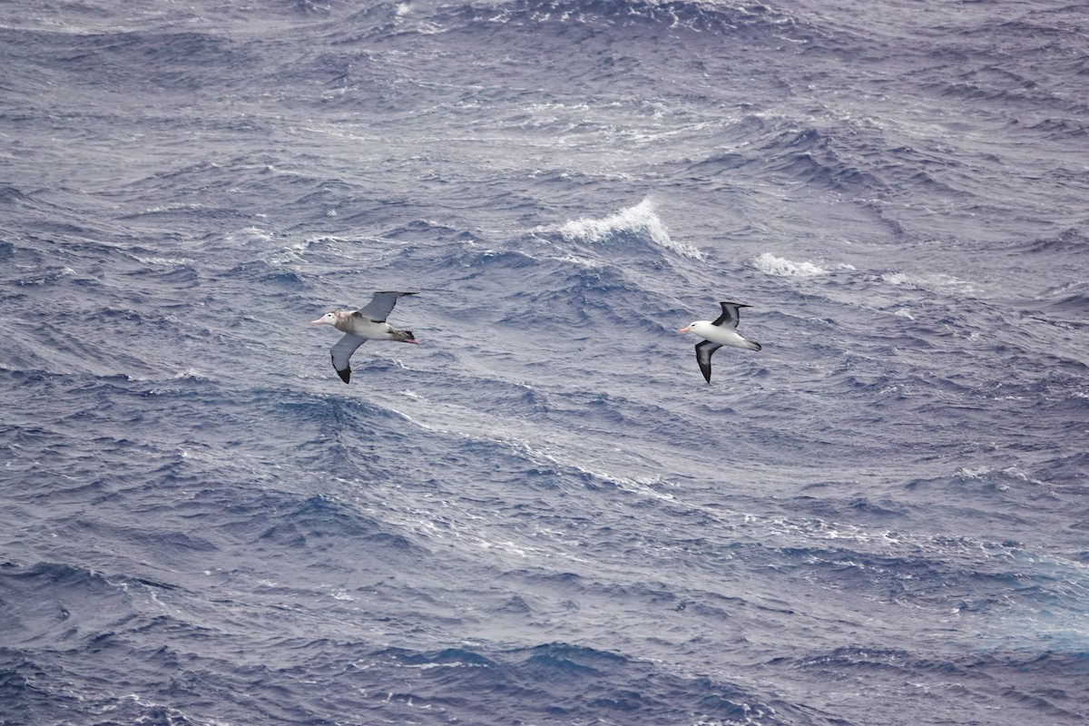 Snowy Albatross - ML645359890