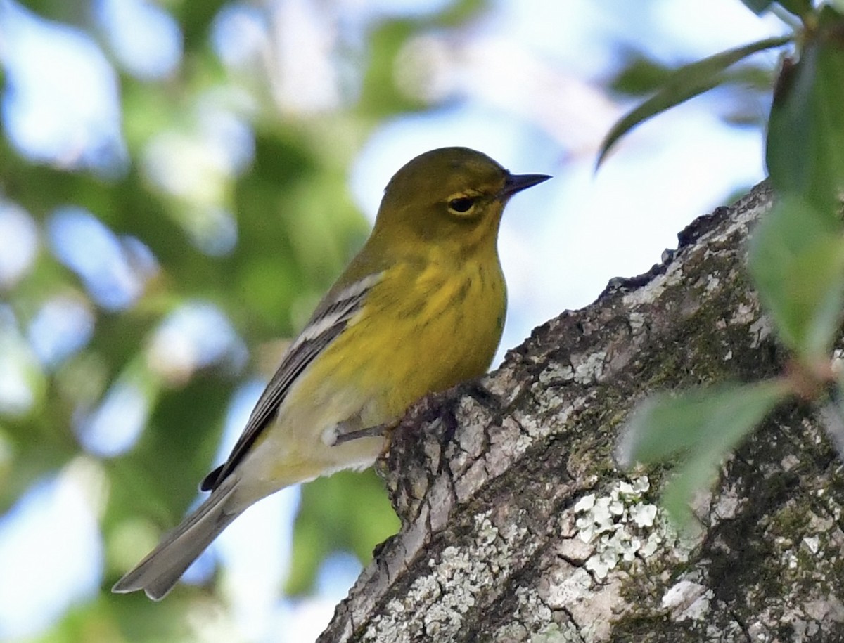 Pine Warbler - ML645359891