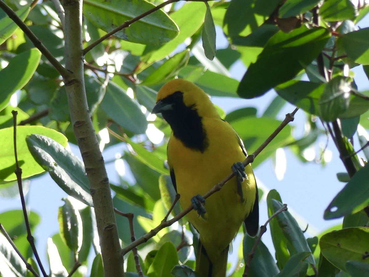 Yellow-tailed Oriole - ML645359892