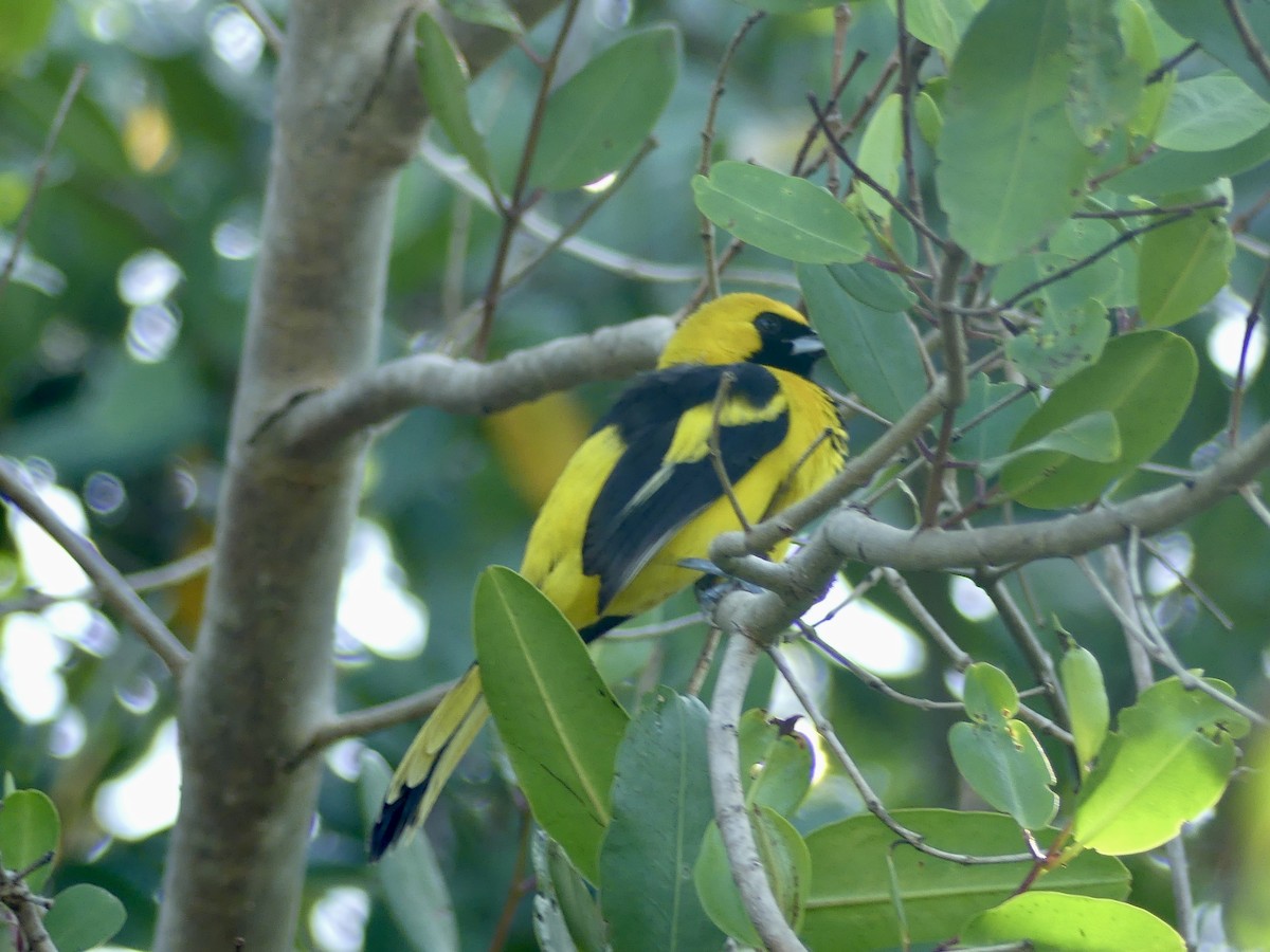 Yellow-tailed Oriole - ML645359893