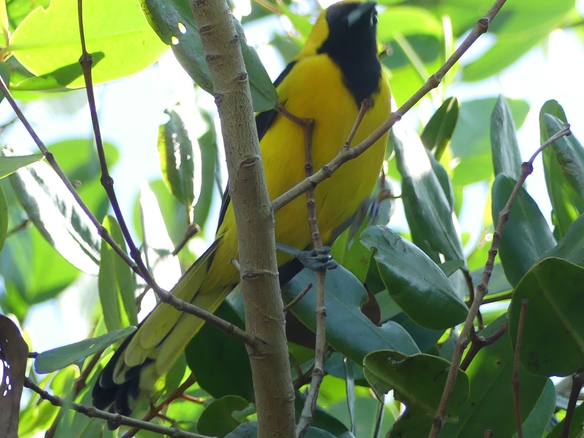 Yellow-tailed Oriole - ML645359894