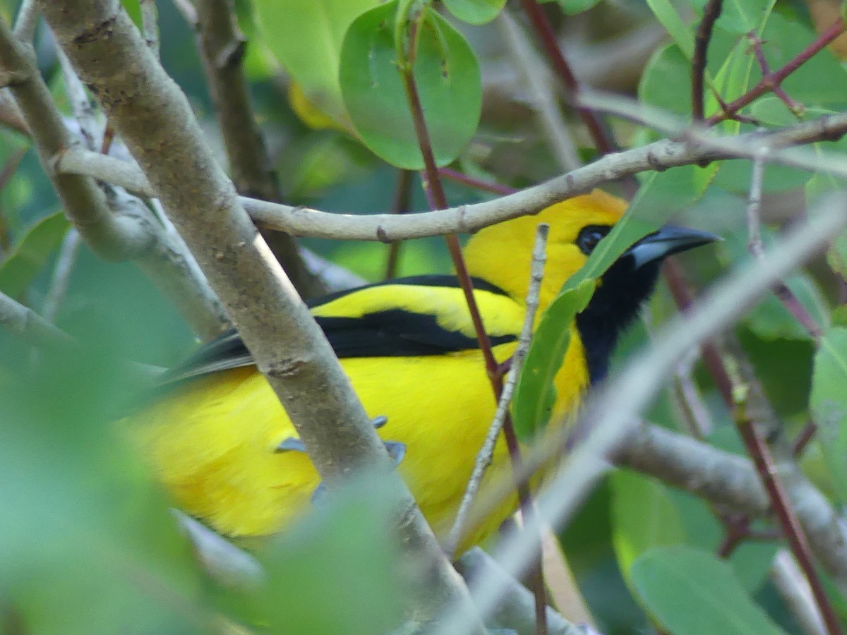 Yellow-tailed Oriole - ML645359895