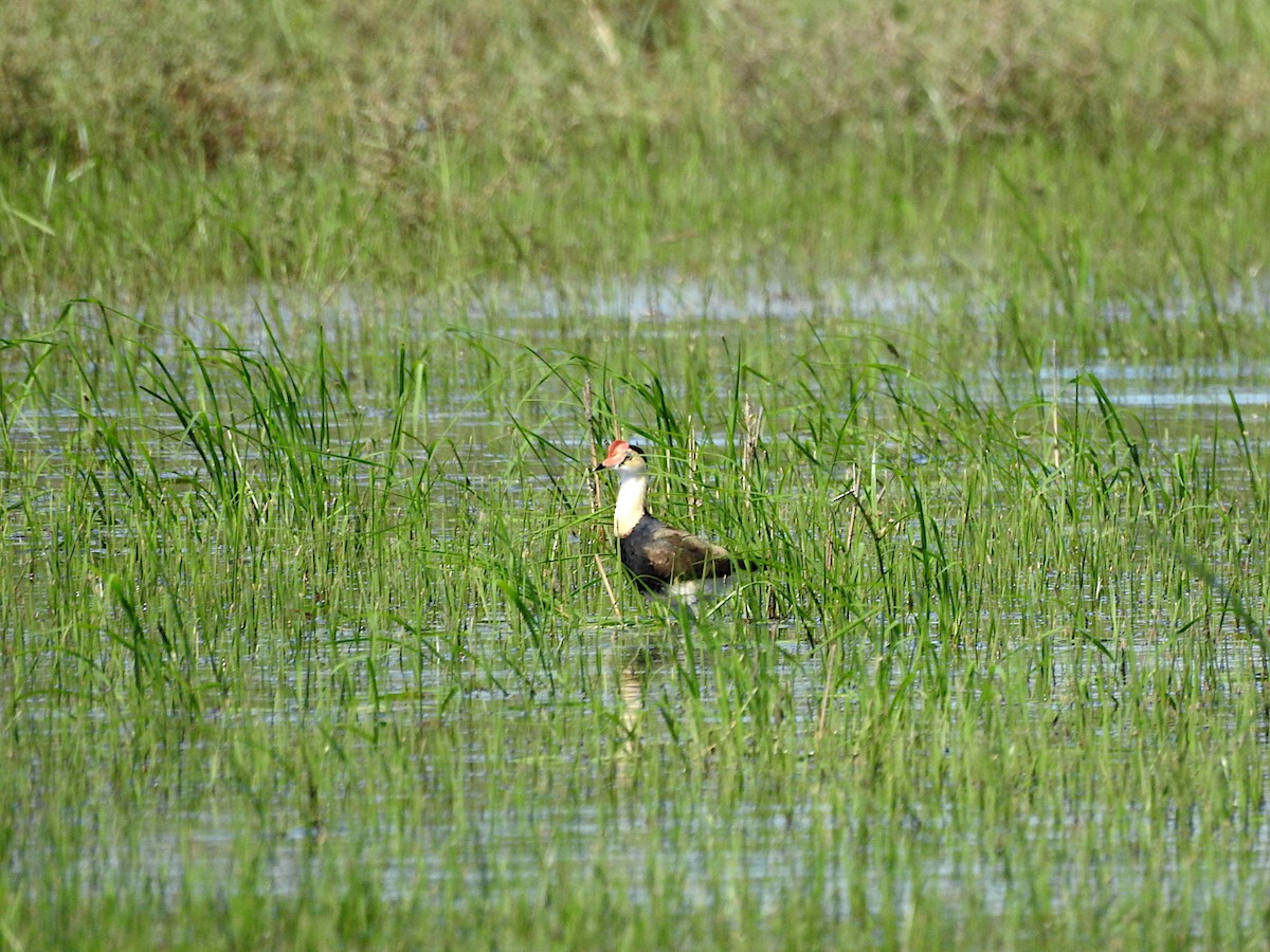 ostnák lotosový - ML645359897
