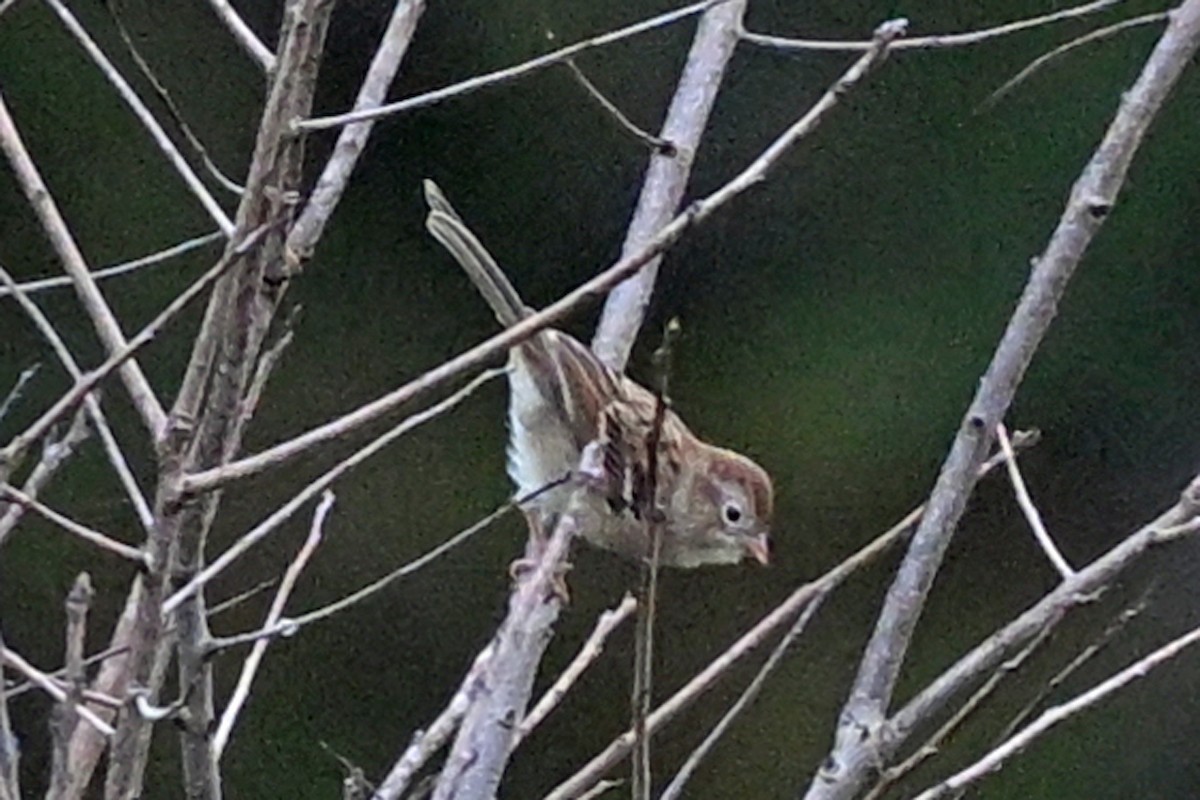 Field Sparrow - ML645359900