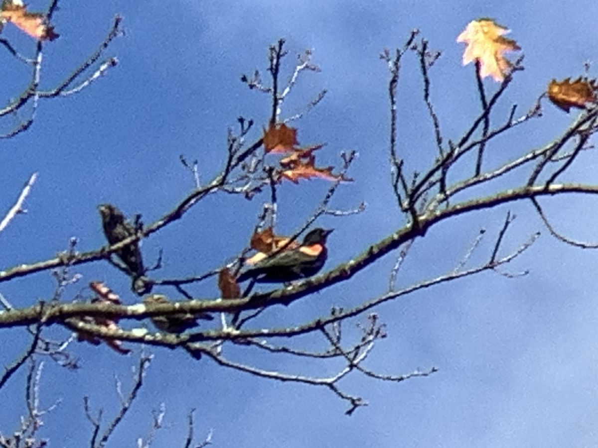 Red-winged Blackbird - ML645359902