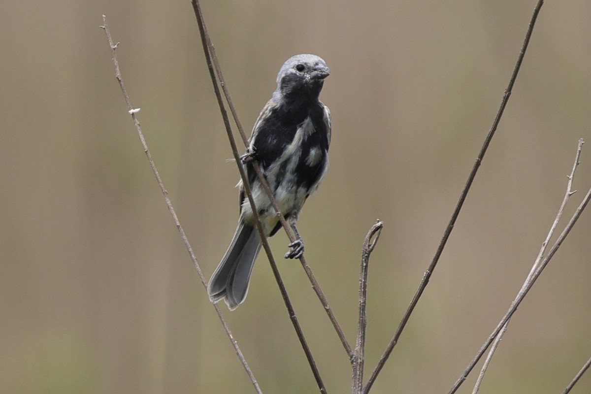 Black-bellied Seedeater - ML645359904