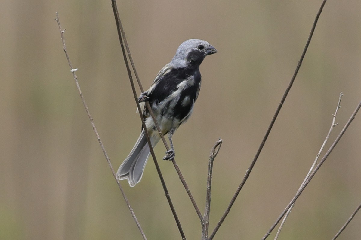 Black-bellied Seedeater - ML645359905