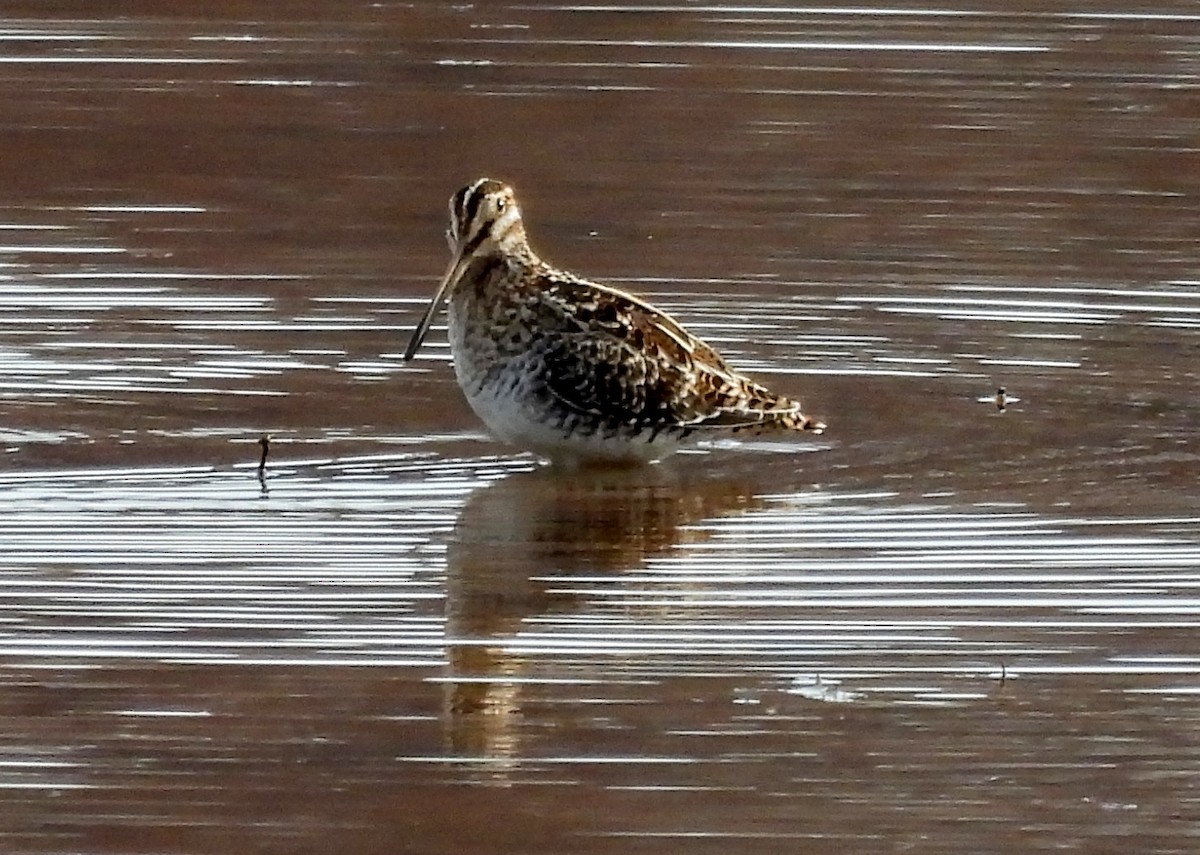 Wilson's Snipe - ML645359924