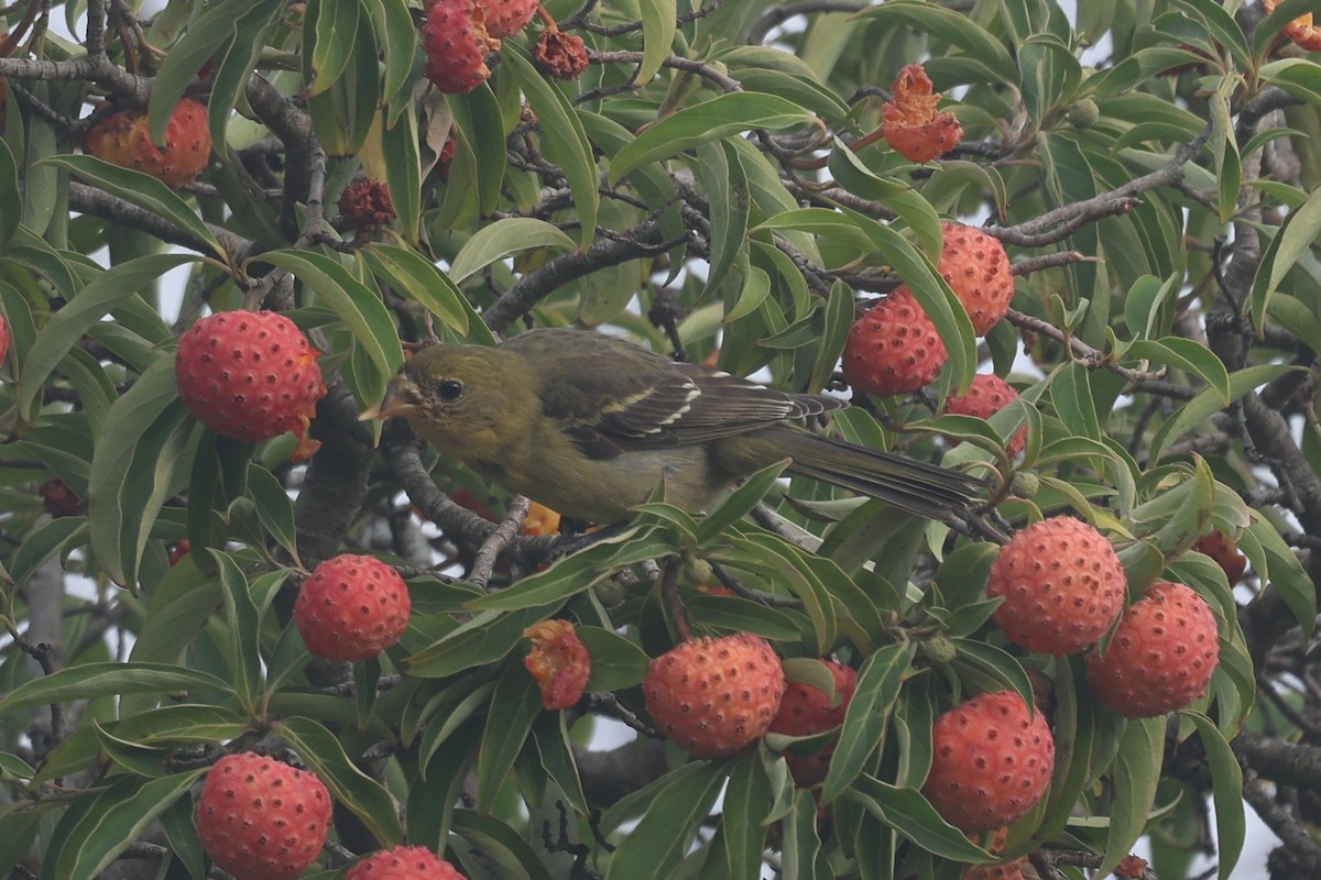 Piranga à tête rouge - ML645359925