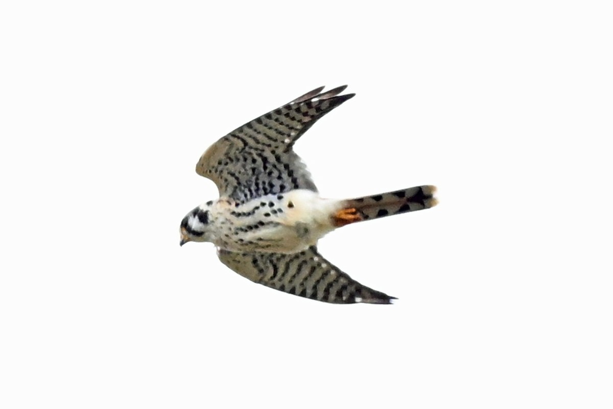 American Kestrel - ML645359927