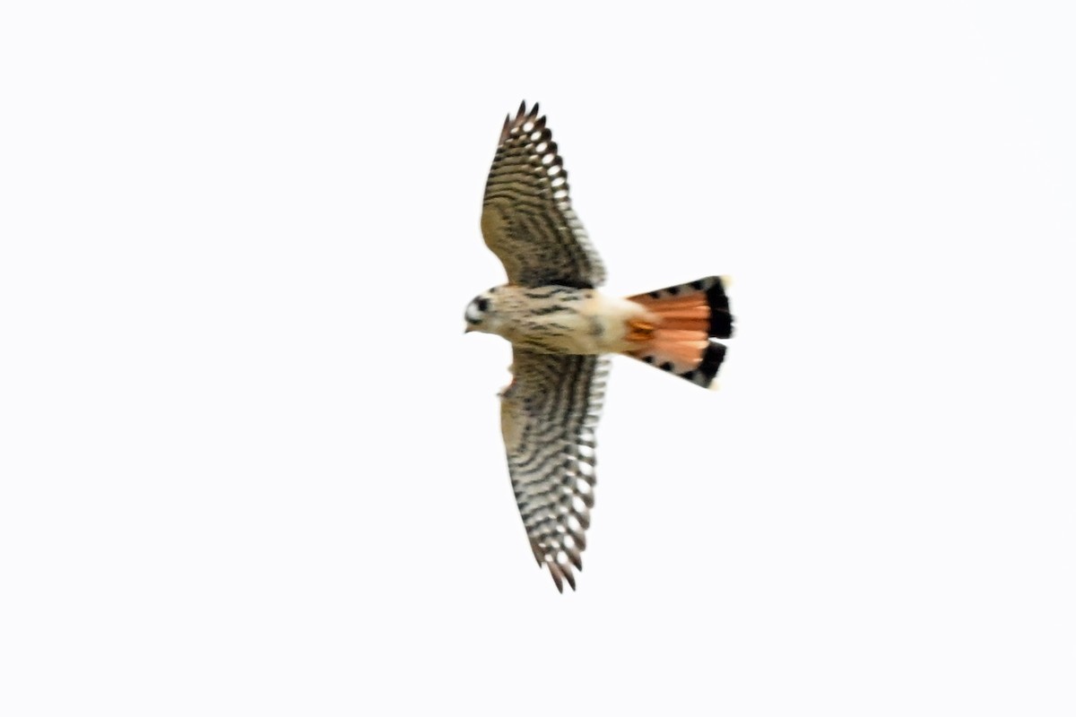 American Kestrel - ML645359928