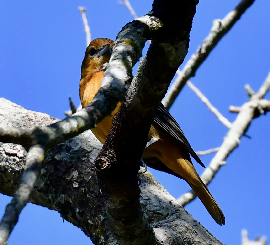 Балтиморский трупиал - ML645359929