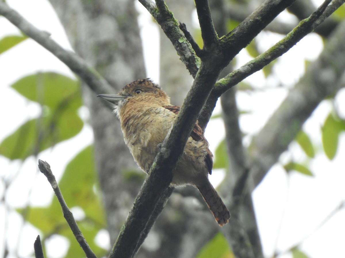 Tigerfaulvogel - ML645359930