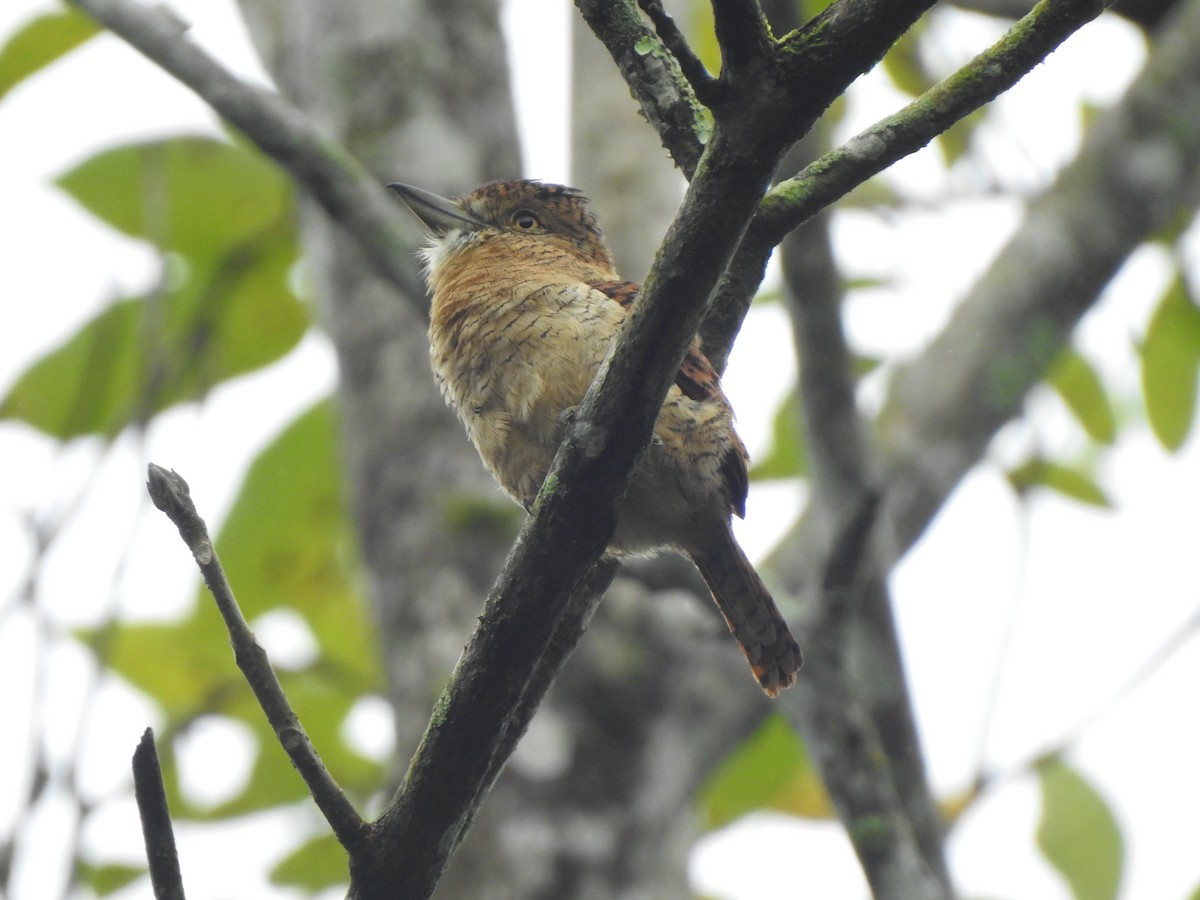 Tigerfaulvogel - ML645359931