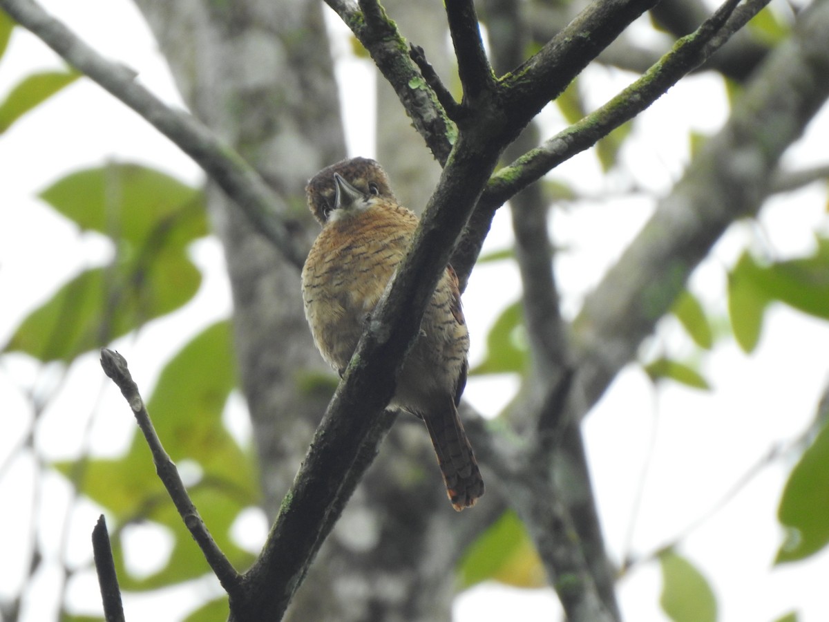 Tigerfaulvogel - ML645359932