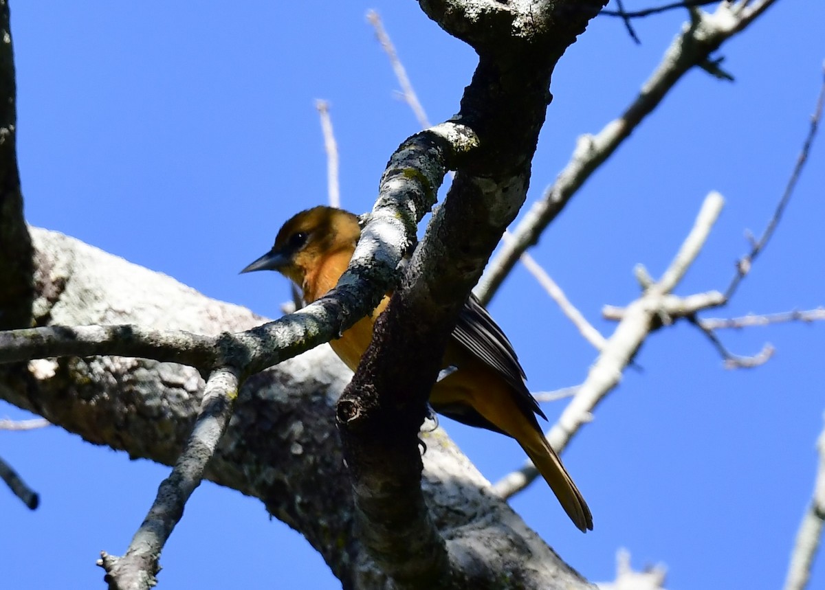 Балтиморский трупиал - ML645359933