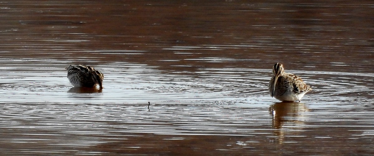 Wilson's Snipe - ML645359934