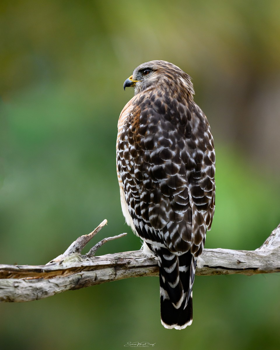 Red-shouldered Hawk - ML645359936