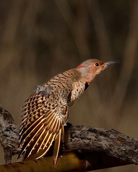 Northern Flicker - ML645359938