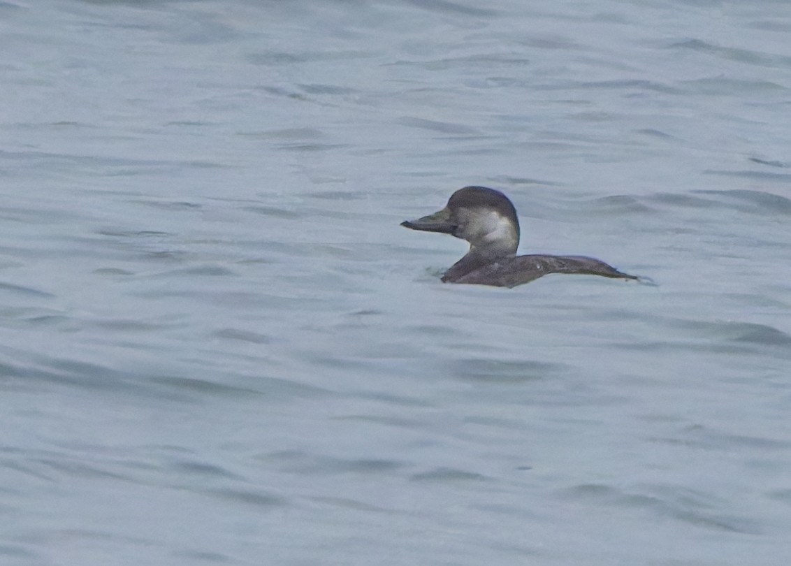 Black Scoter - ML645359941