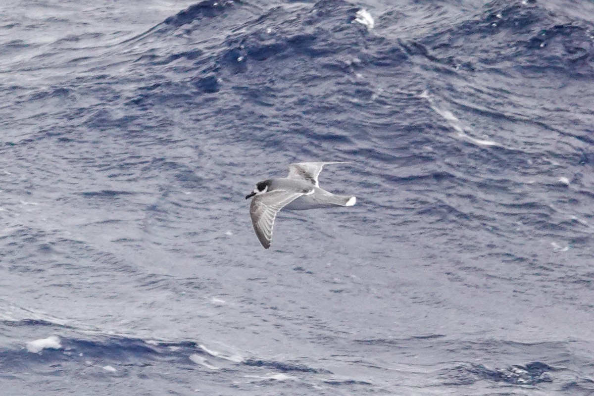 Голубой буревестник - ML645359955