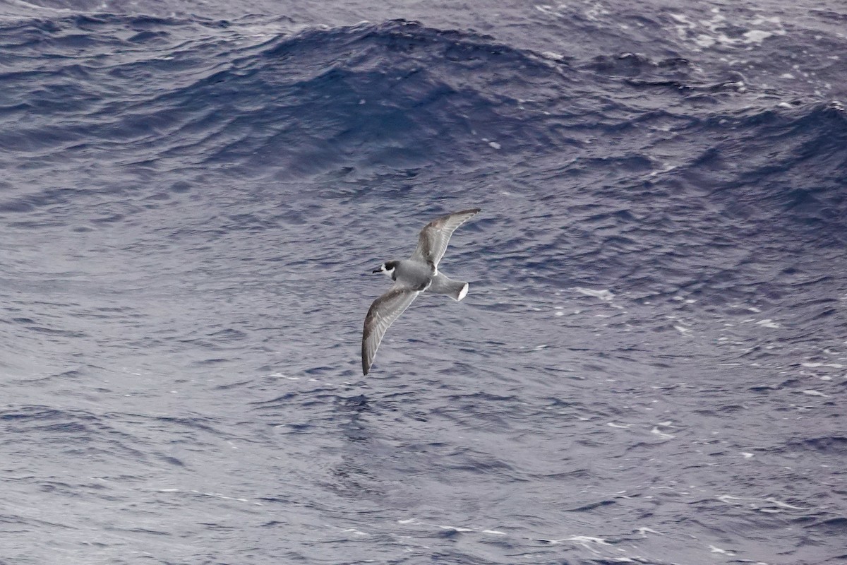 Голубой буревестник - ML645359956