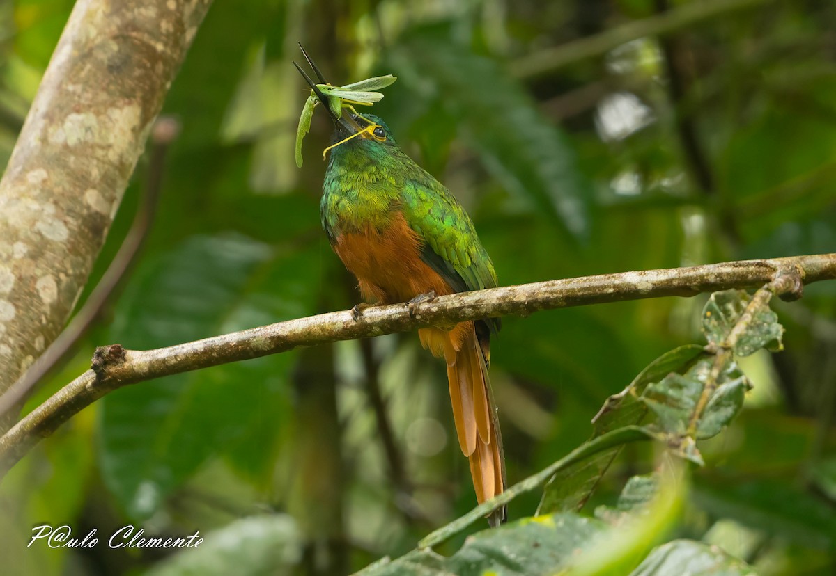 Coppery-chested Jacamar - ML645359958