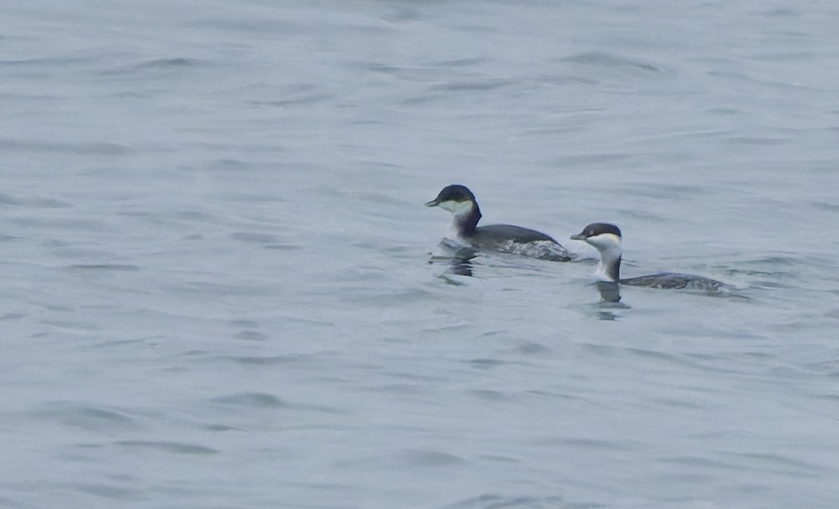 Horned Grebe - ML645359959