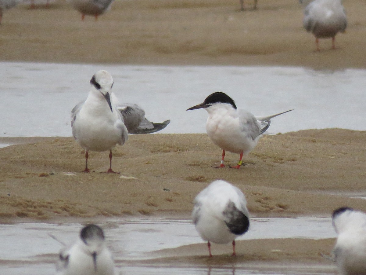 Roseate Tern - ML645359961