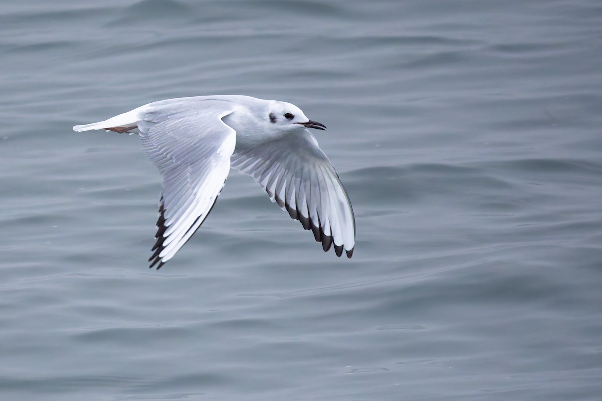 Bonaparte's Gull - ML645359962