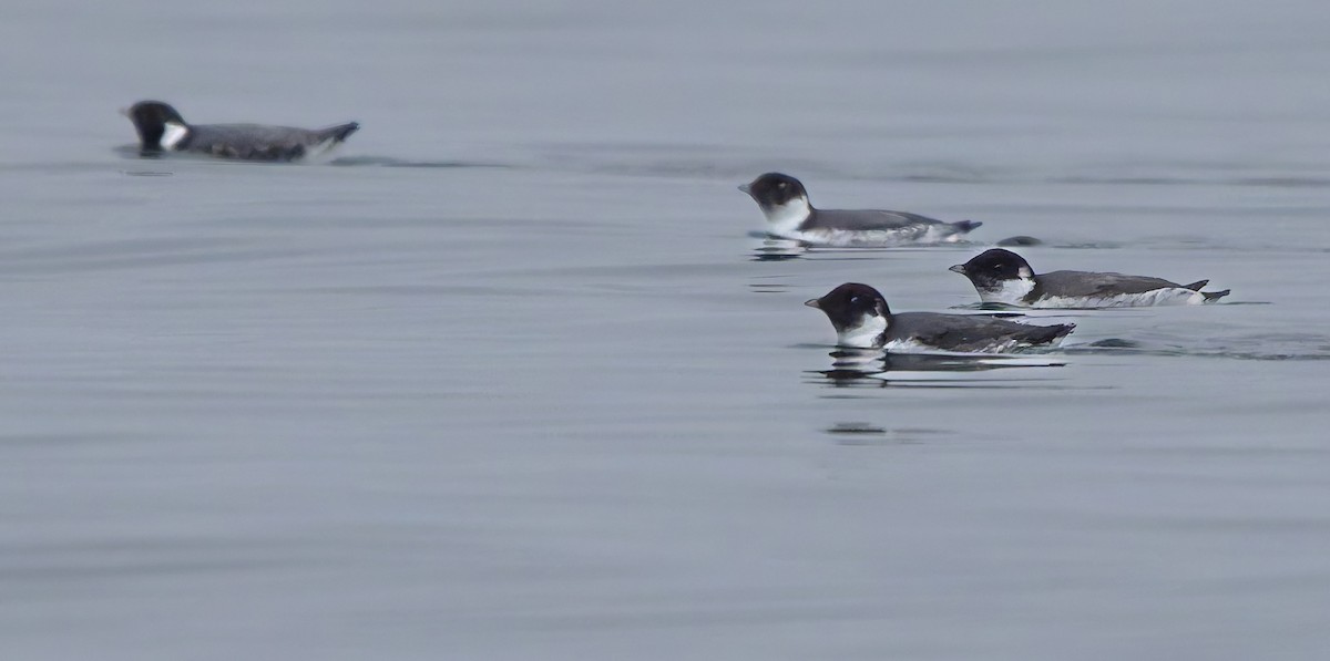 Ancient Murrelet - ML645359967