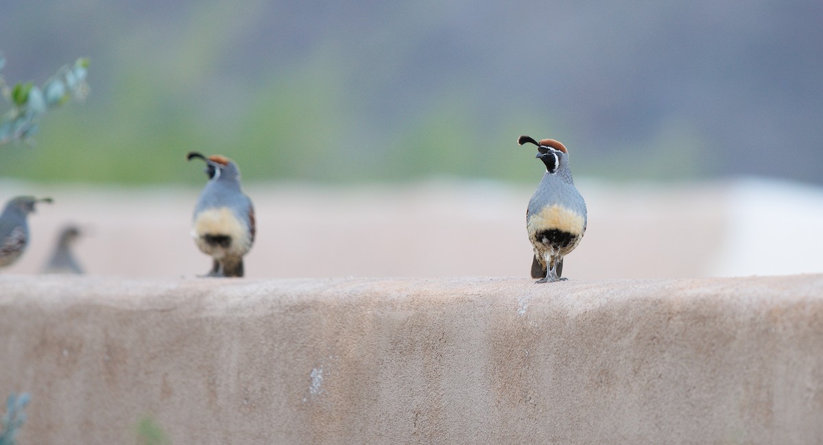 Gambel's Quail - ML645359969