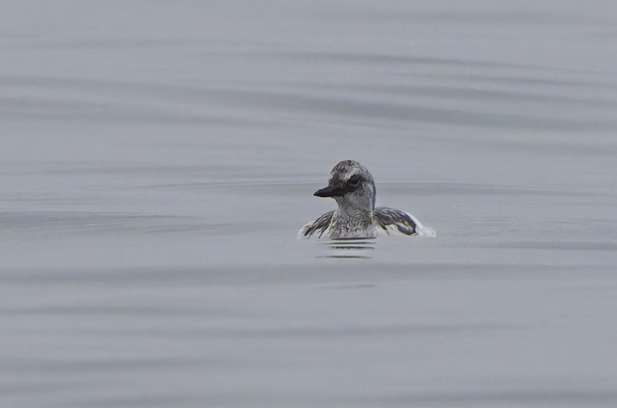 Pigeon Guillemot - ML645359972