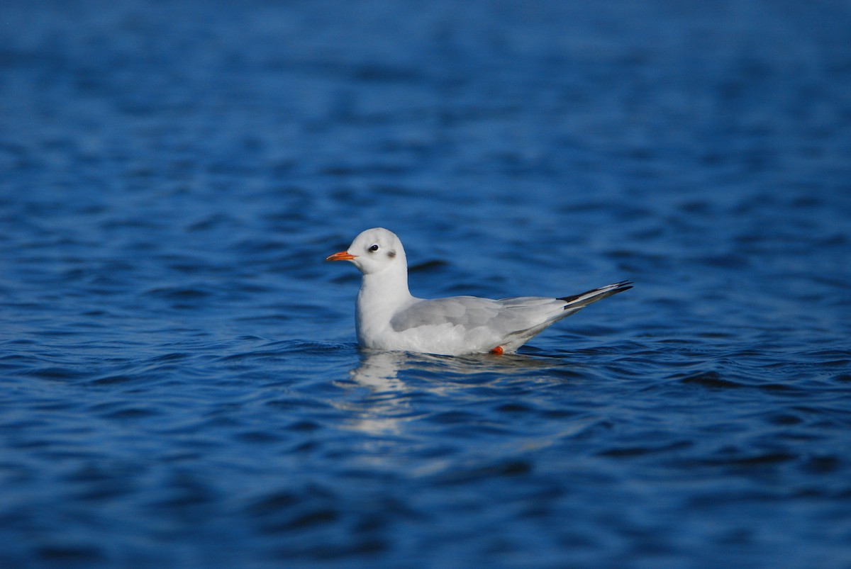 hettemåke - ML645359974