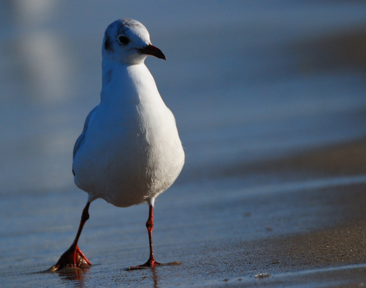 hettemåke - ML645359976