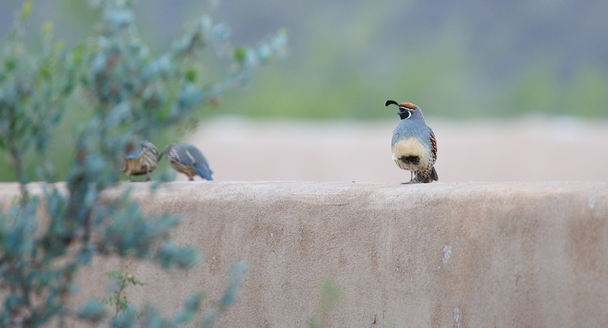 Gambel's Quail - ML645359986