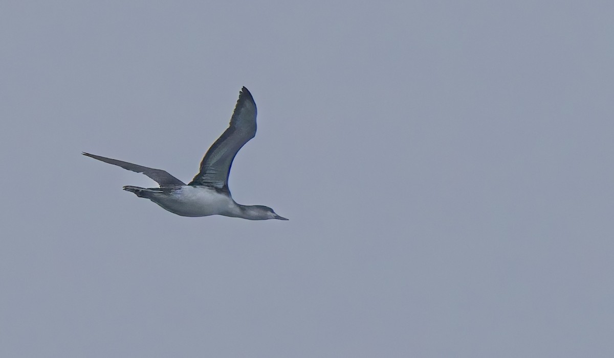 Red-throated Loon - ML645359987