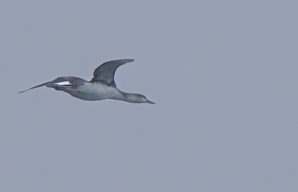 Red-throated Loon - ML645359990